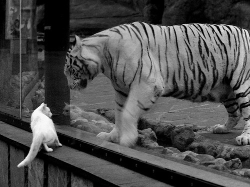 史上“最精彩”的团队协作,战术大师的完美展示!,团队战sl