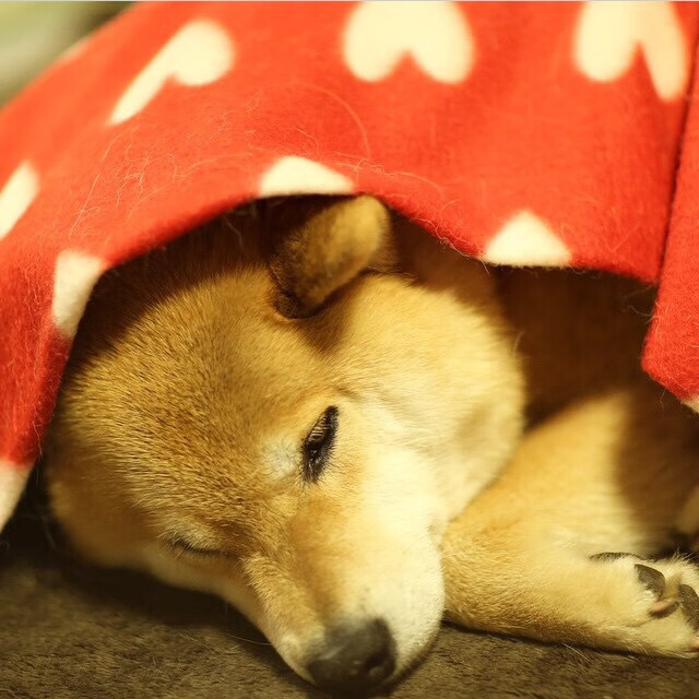 KAIYUN 中国大陆-德文·布克登顶联盟得分王，太阳力压西部群雄，德文·布克集锦